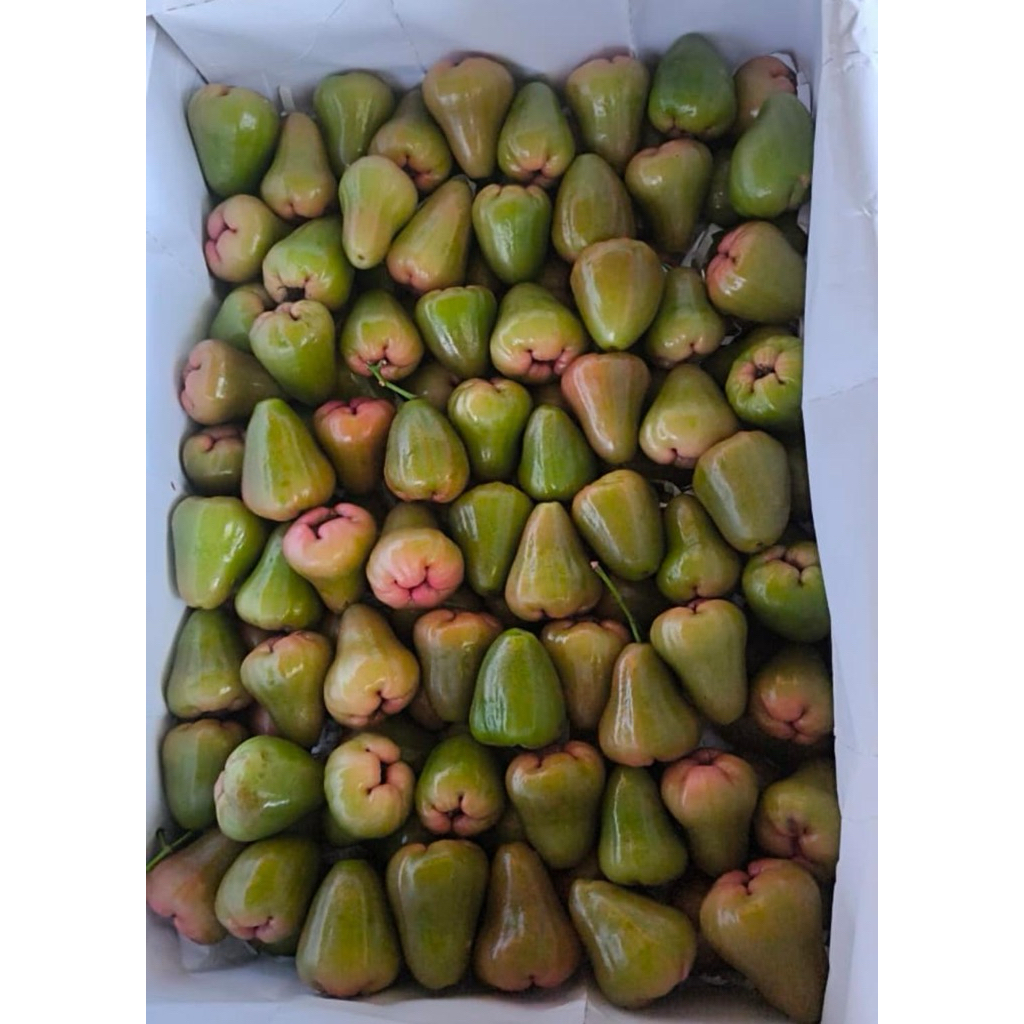 jambu cincalo