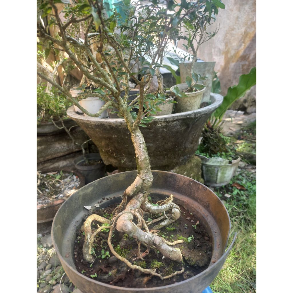Bahan bonsai sakura mikro