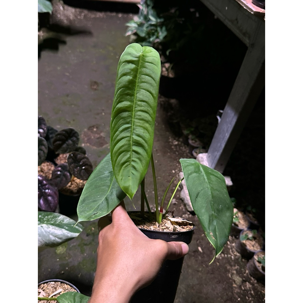 Tanaman Hias Philodendron Sahroniae Reguler Form / Philo sahroni Leguler bb/ philo Sharoniae Reguler