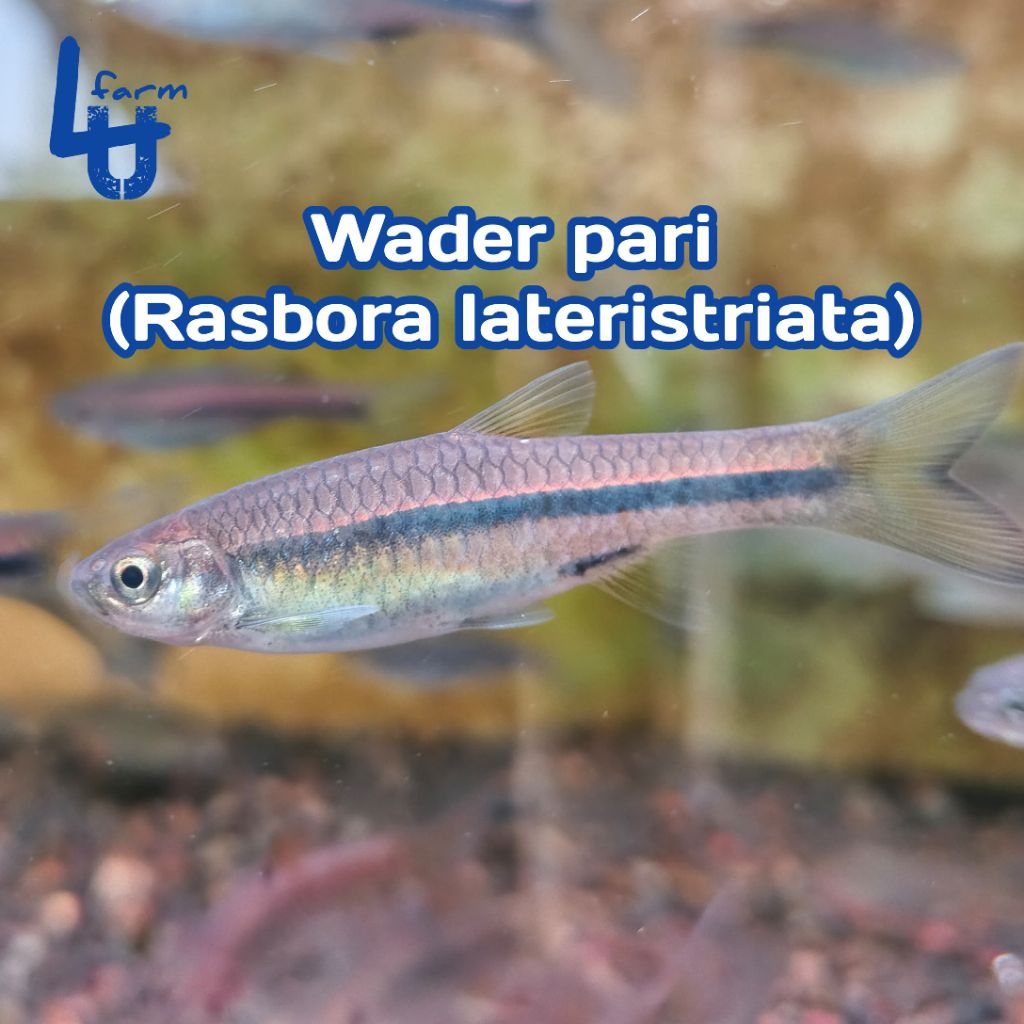 mainan ikan wader pari indukan ukuran 6-7 20 ekor