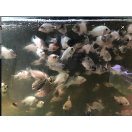 IKAN HIAS VIEJA MARBLE CICHLID VIEJA FENESTRATUS 3-4cm