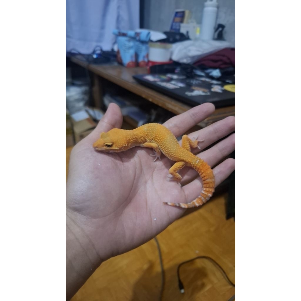 Leopard Gecko Male - Sunglow - Usia Dewasa Jantan Sehat HG008