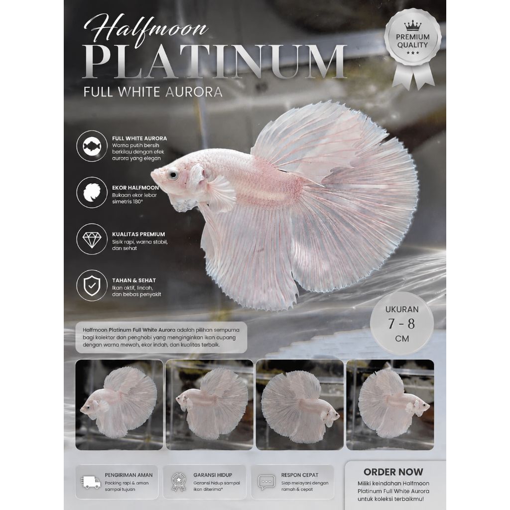 Hiasan Aquarium Halfmoon Rosetail Platinum Full white aurora super grade