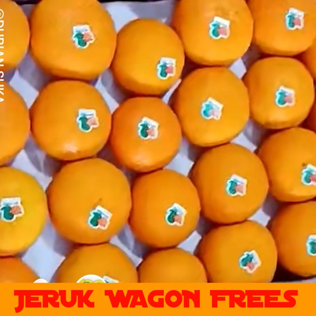 jeruk wogan jeruk manis seger premium mandarin