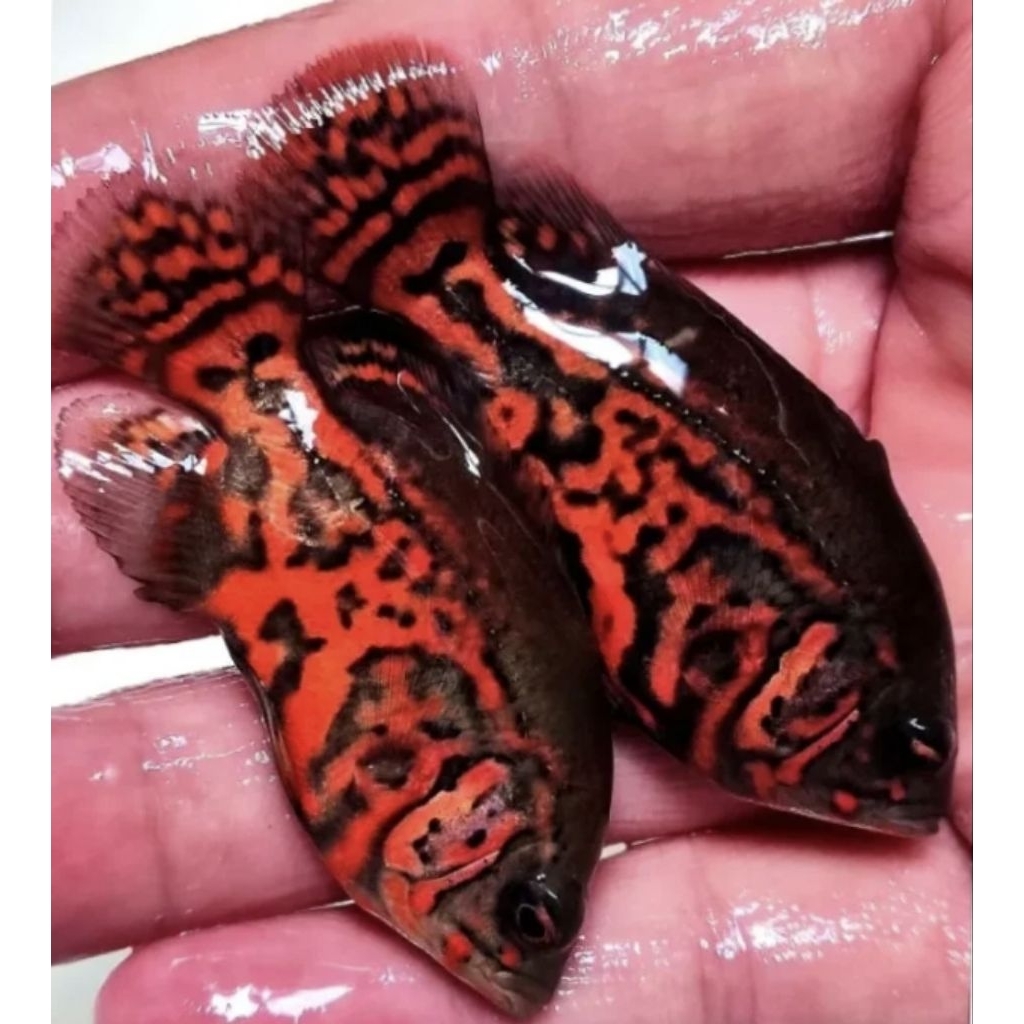 ikan oscar leopard, ikan hias predator air tawar
