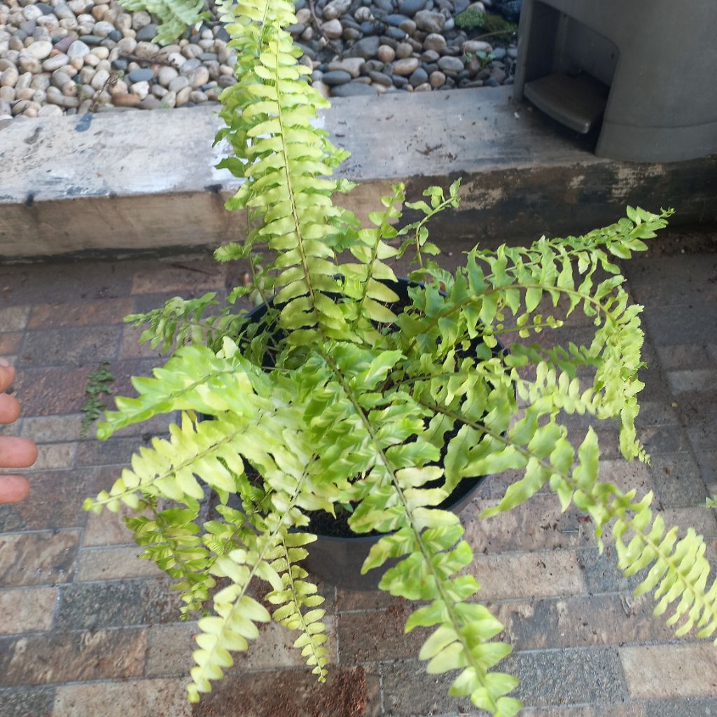 Tanaman Pakis Varigata/Pakis Boston Golden Varigata/Tiger Fern Varigata2