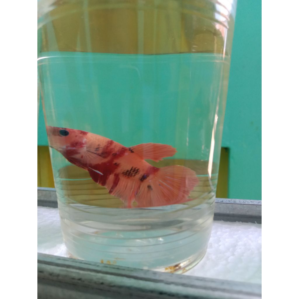 Nemo cupang paket komplit