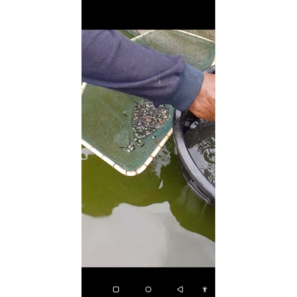 200 Ekor Bibit Ikan Mujair / Nila Hitam Ukuran 2-3cm