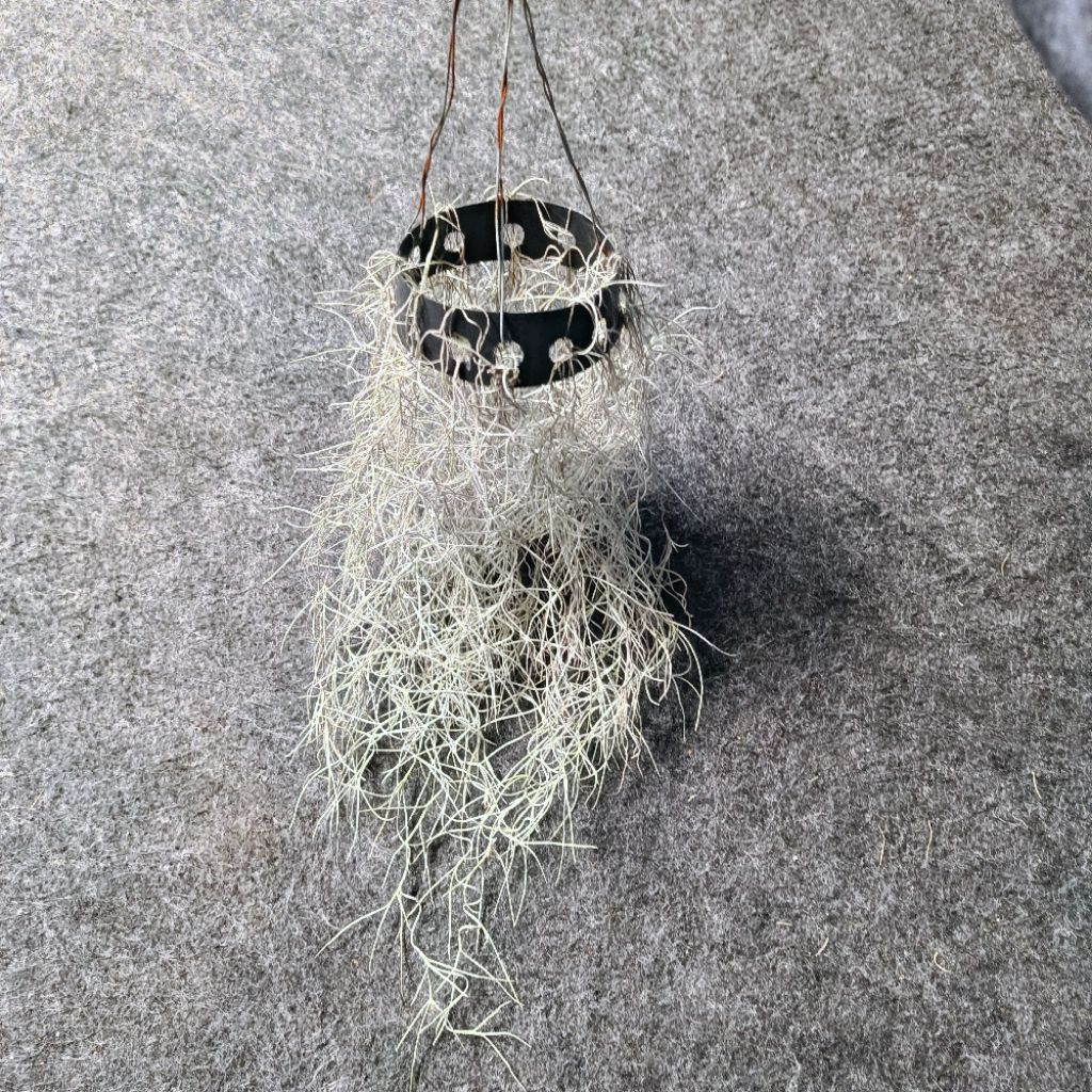 Tillandsia Usneoides Spanish Moss