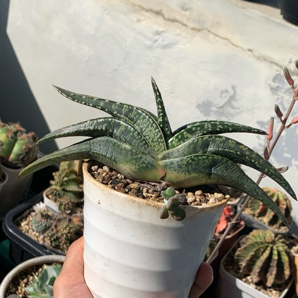 gasteria tigerspot kaktus var kaktus tanaman hias hidup gurun hadiah gift hobby hobi ulang tahun ult