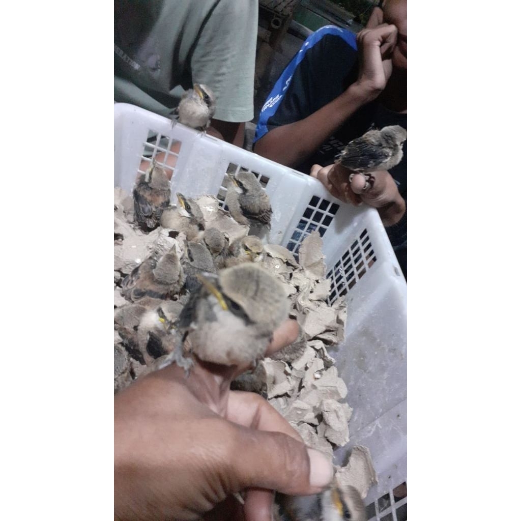 Cendet anakan lolohan Jawa Timur