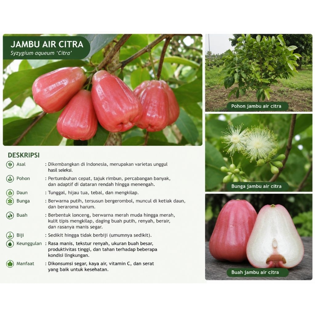 Tanaman jambu air citra tanaman jambu air merah tanaman jambu air tanaman jambu
