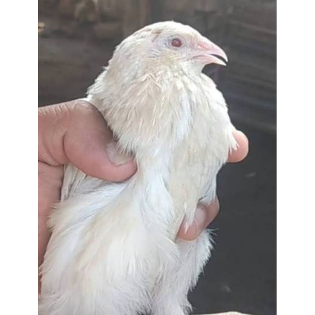 Telur puyuh Fertil albino mata merah