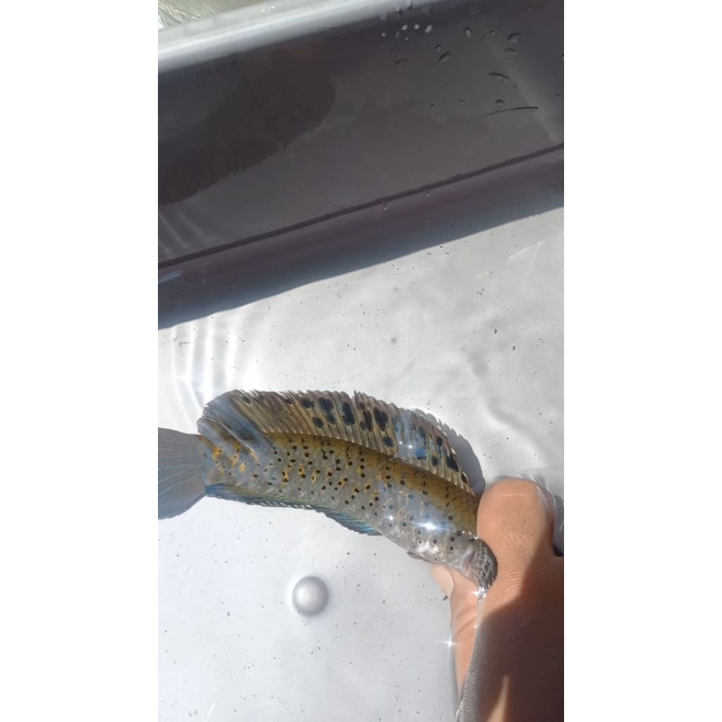 Orna Yellowlips