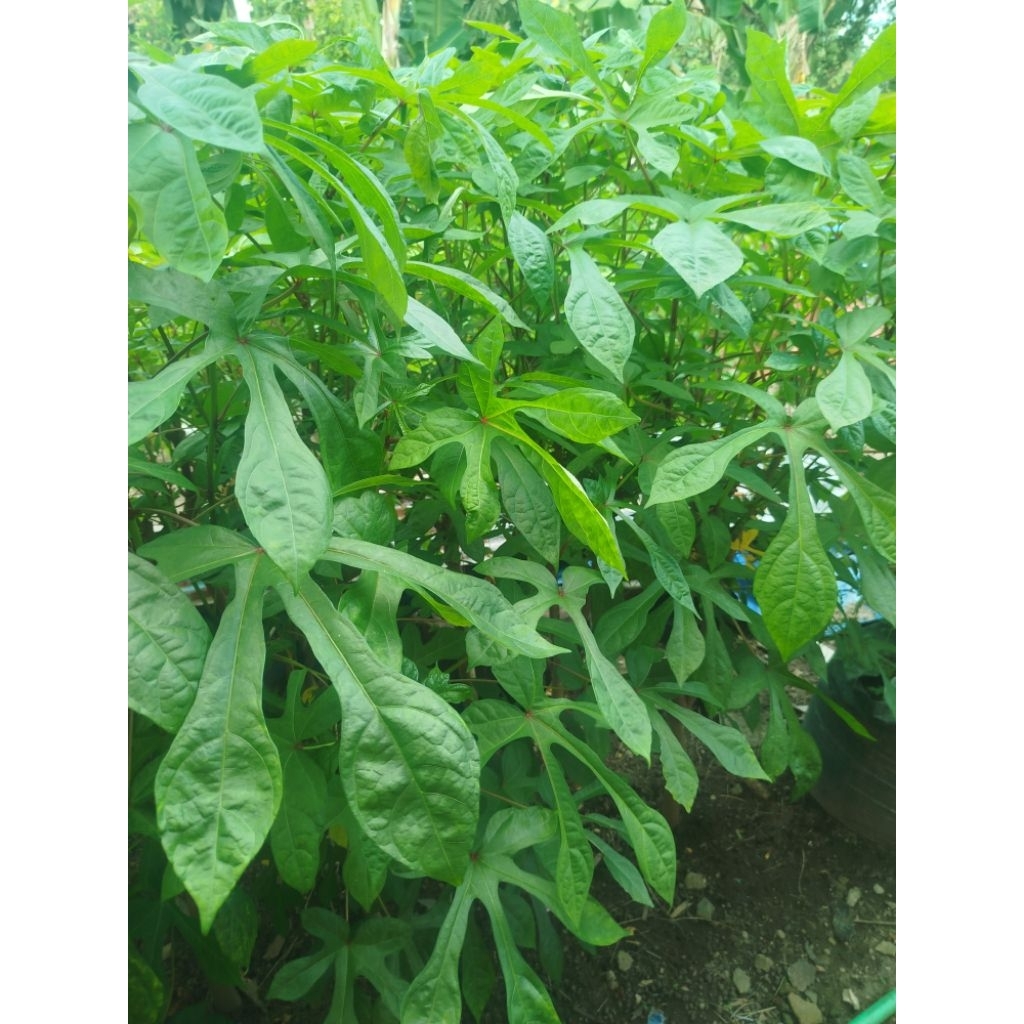 Bibit Telo Papua