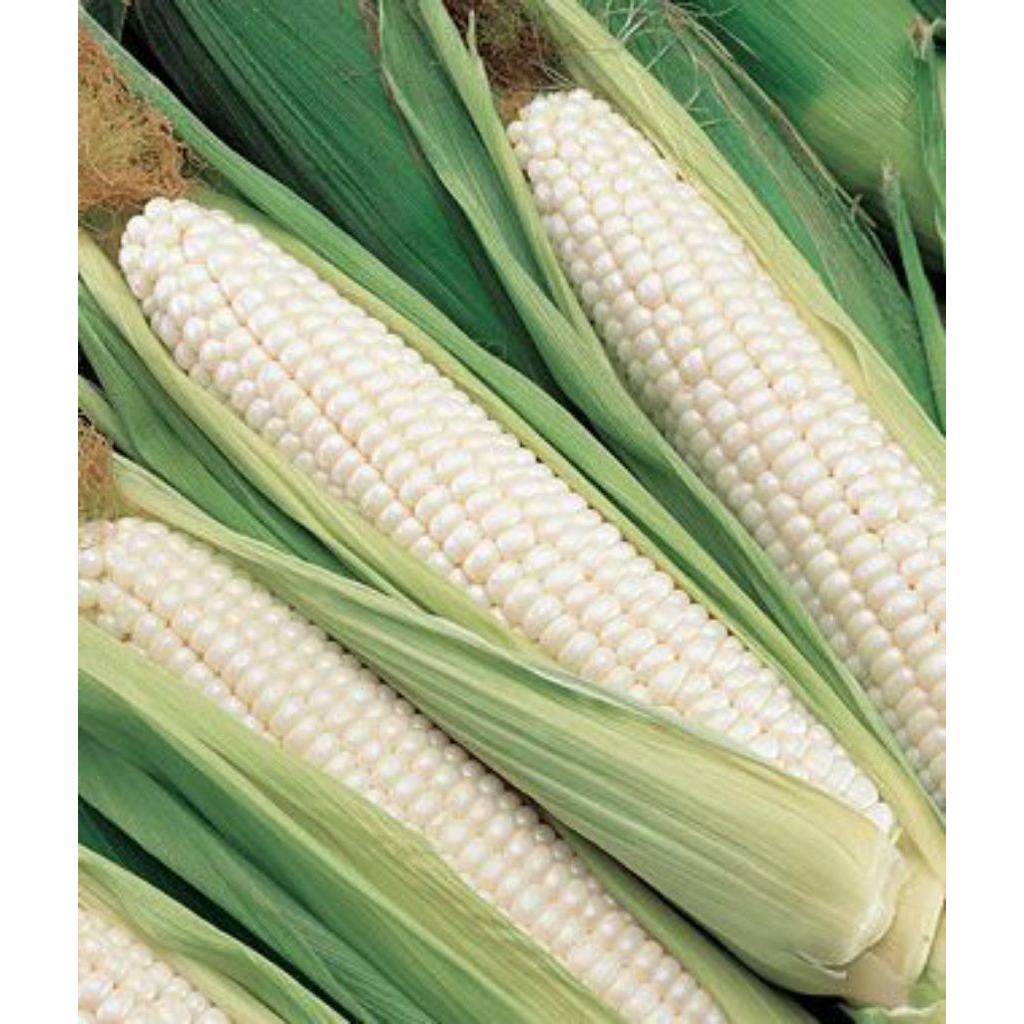 cod benih jagung ketan putih 100gr