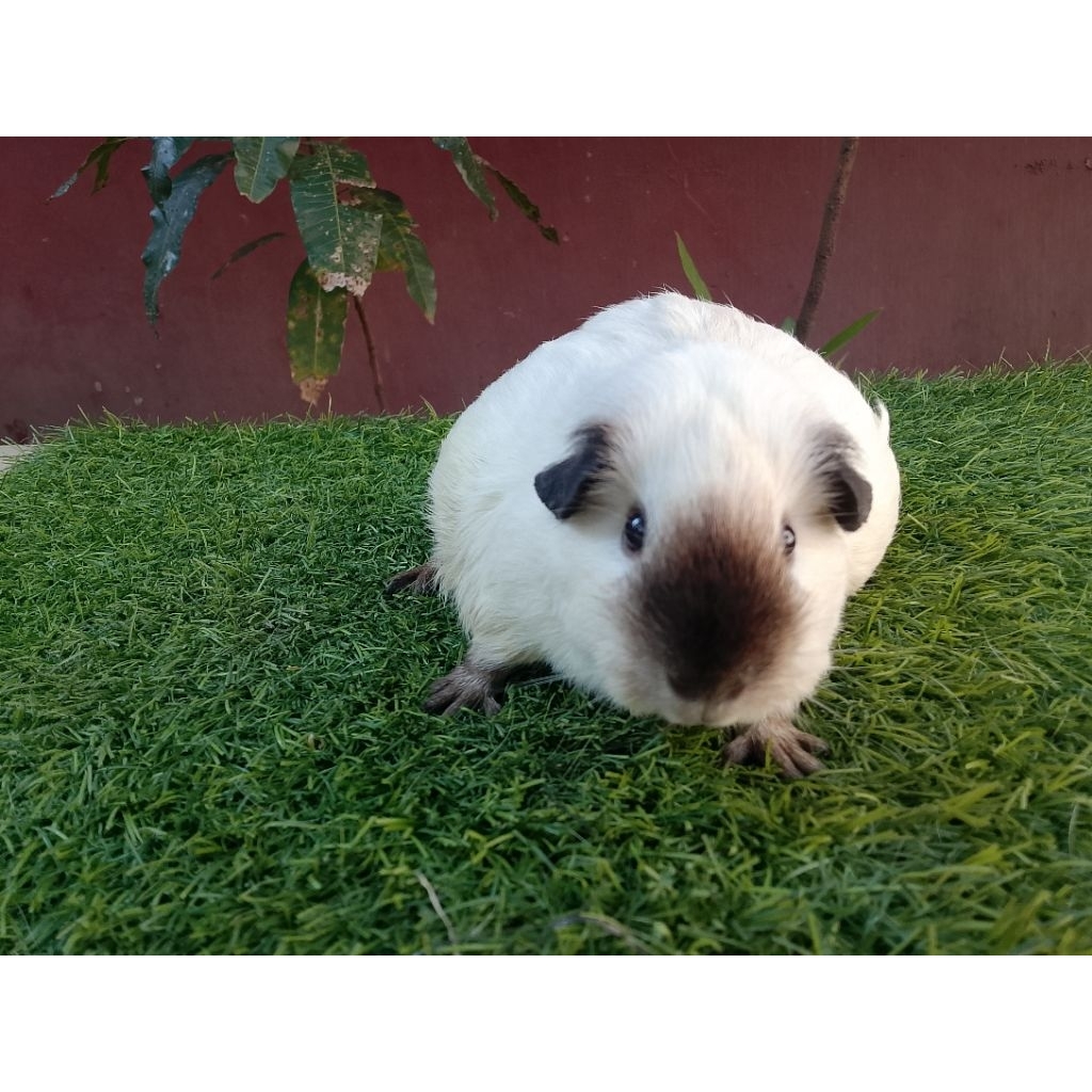 Guinea pig