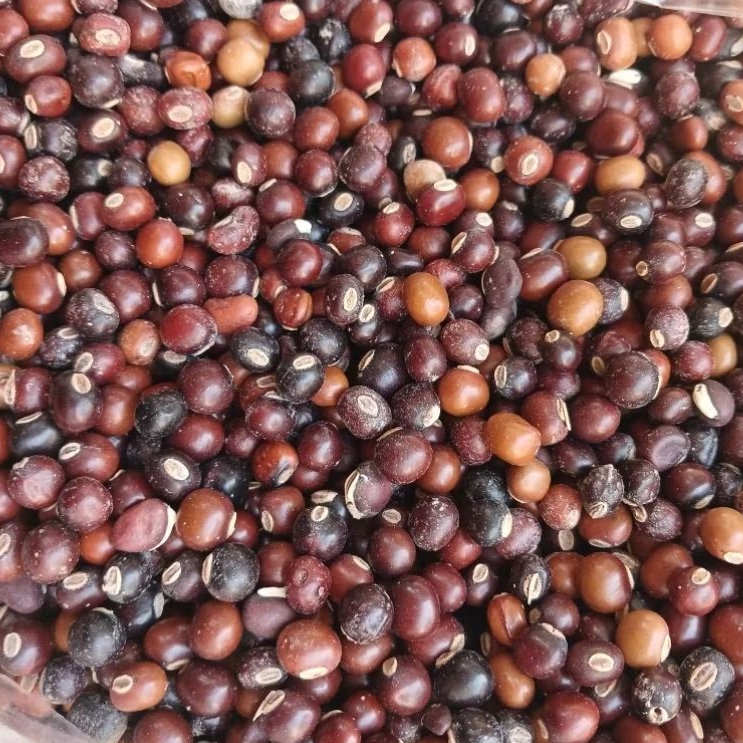 Biji Kecipir / Biji Botor / Botor / Biji Kecipir 1 kg Termurah / Biji Kecipir 1 kg / Botor 1 kg