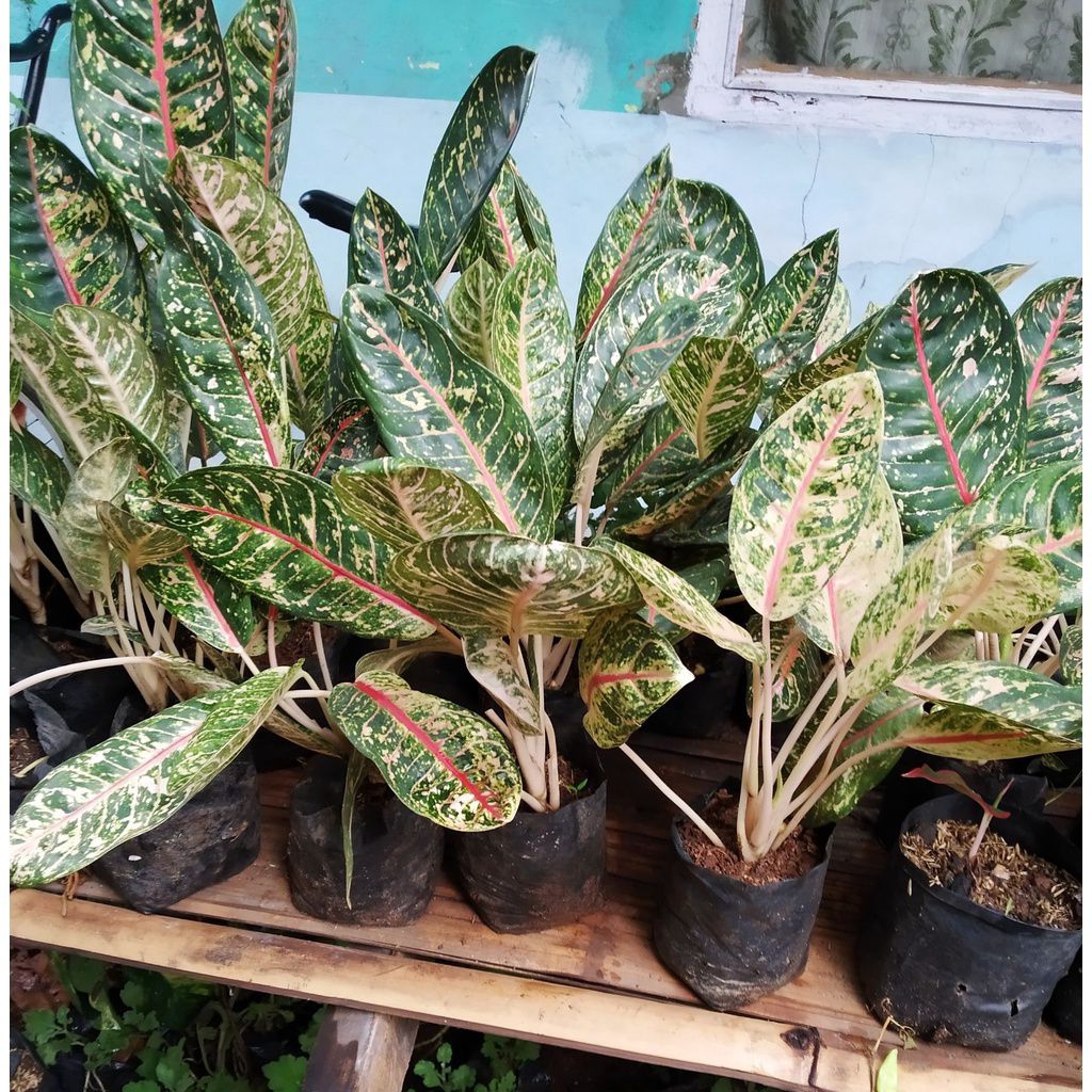 tanaman hias hidup aglonema jenis donacarmen