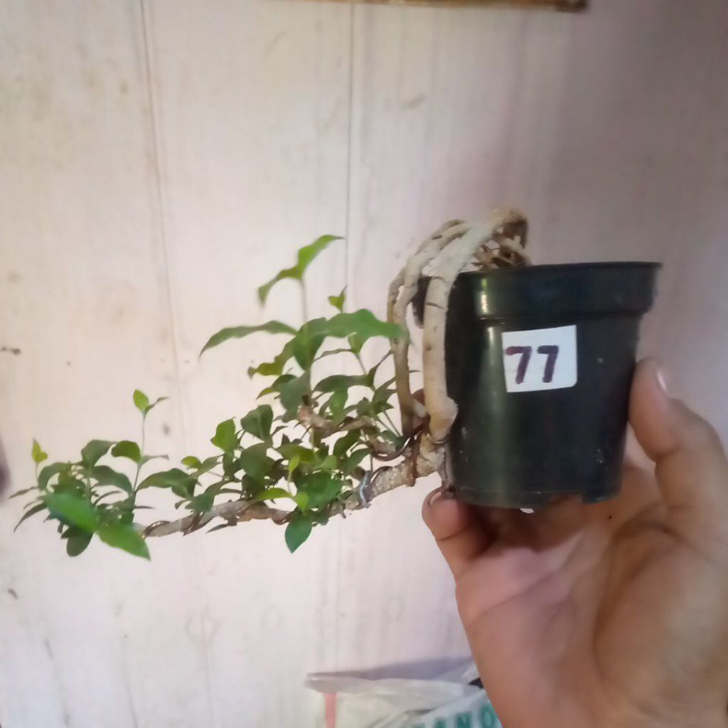 Bonsai sakura mikro