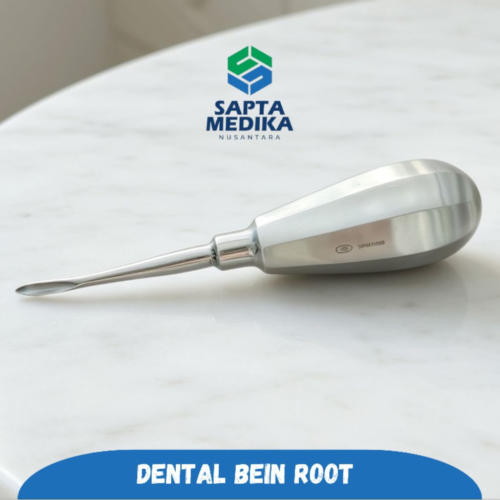 Dental Bein Root
