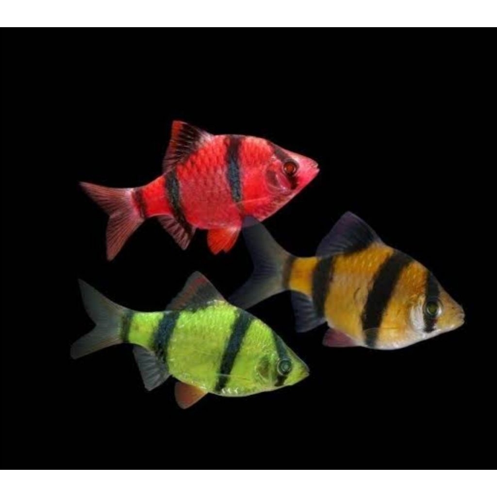 IkanHiasTigerGlofish||GlowfishSumatra