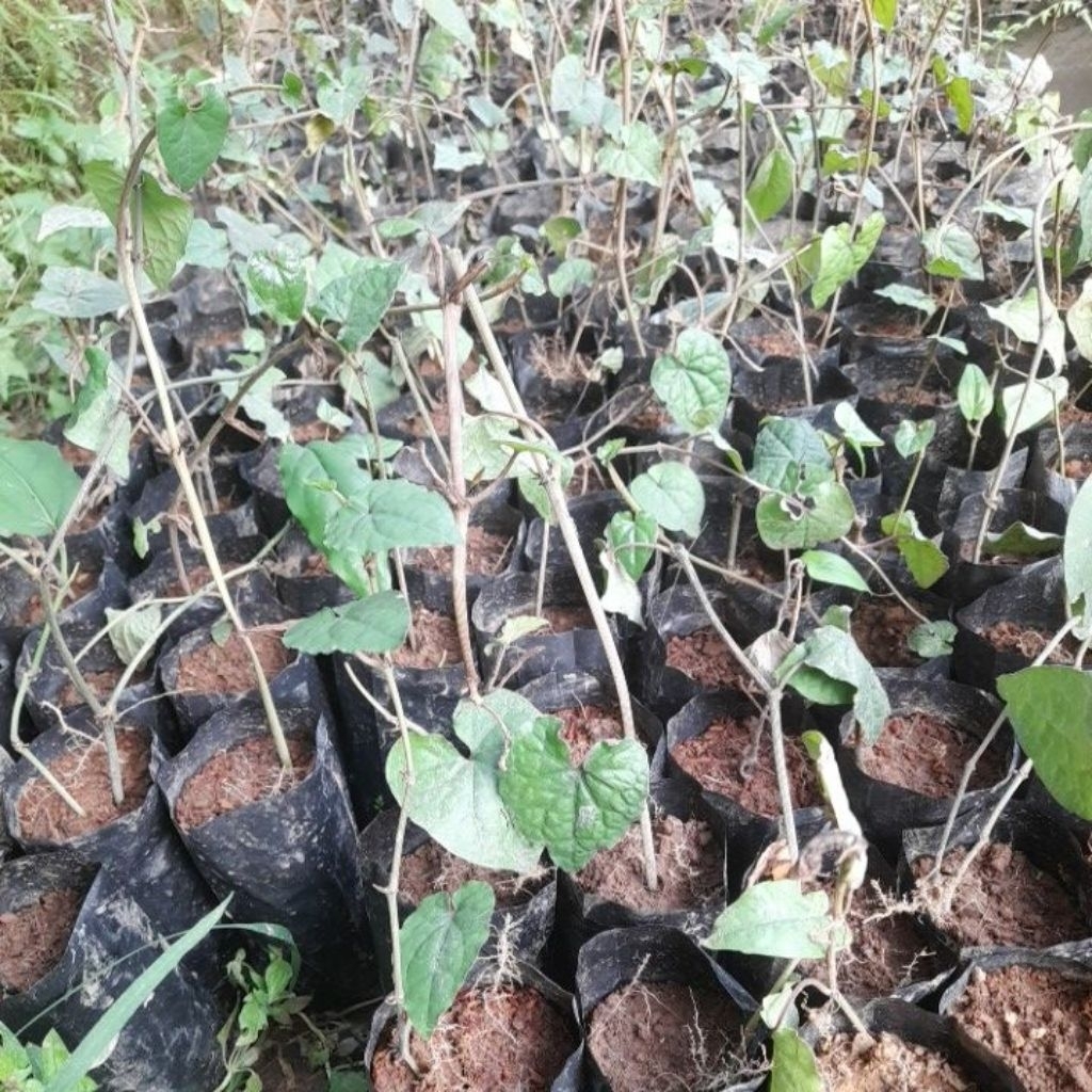 bibit cabe jawa