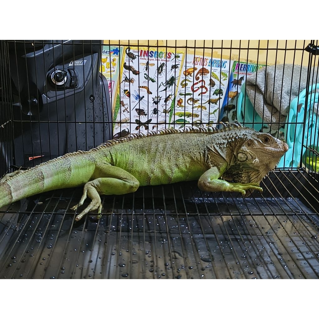 mainan anak green iguana jantan dewasa