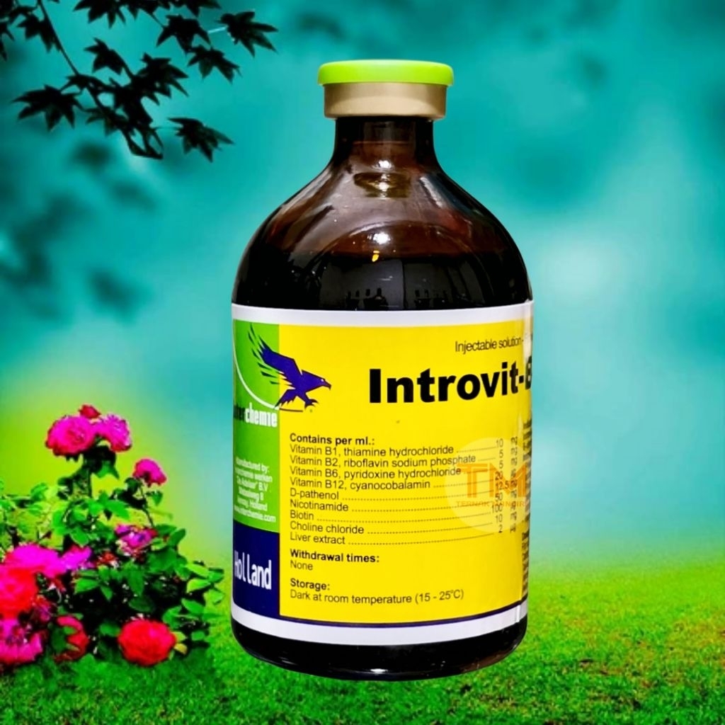 INTROVIT B COMPLEX 100 ml injeksi vitamin b kompleks hewan