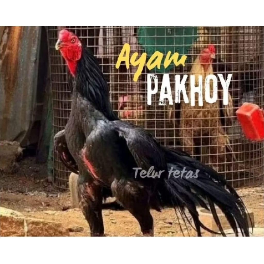 telur ayam pakhoy kumbang brakot tetas