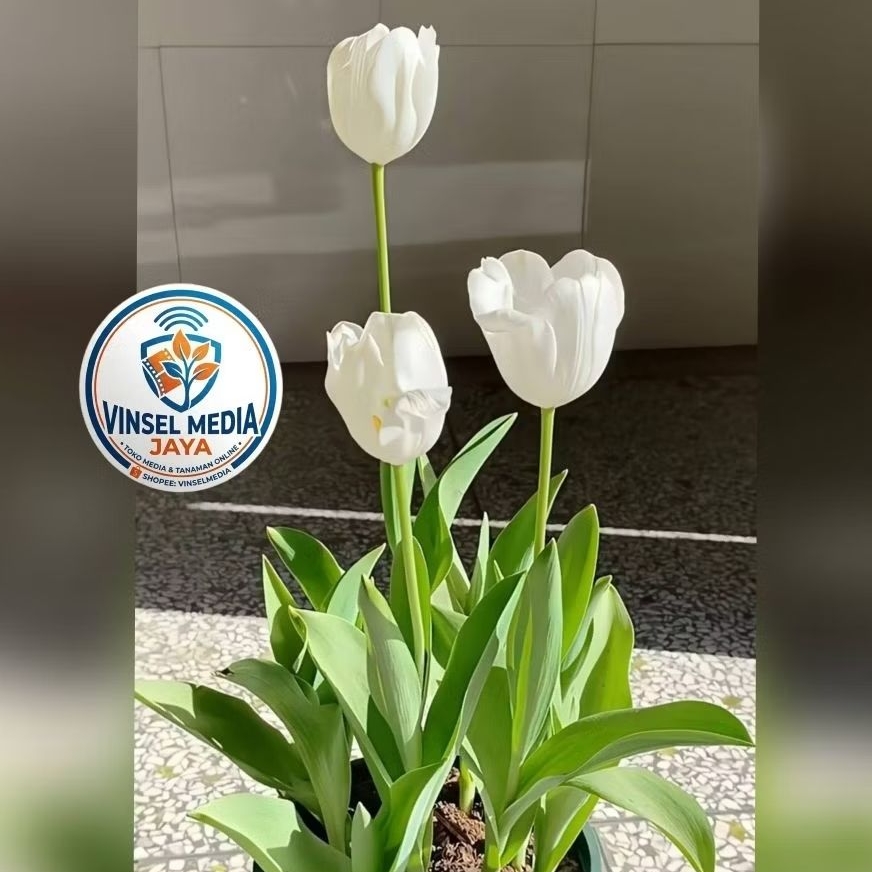 [IMPORT] Umbi Bunga Tulip Hidup Putih Premium - Bibit Bunga Tulip Asli Siap Tanam Tanaman Hias Indoo