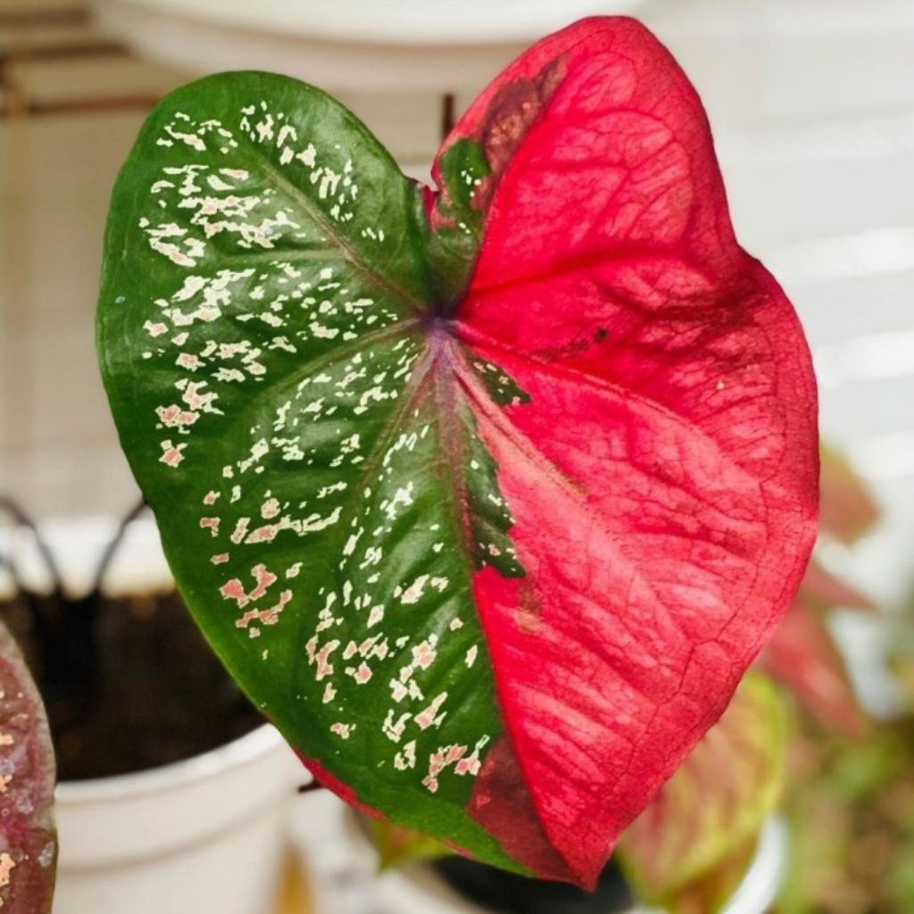 tanaman hias keladi baret merah Pohon sente broken heart lompong caladium bicolor