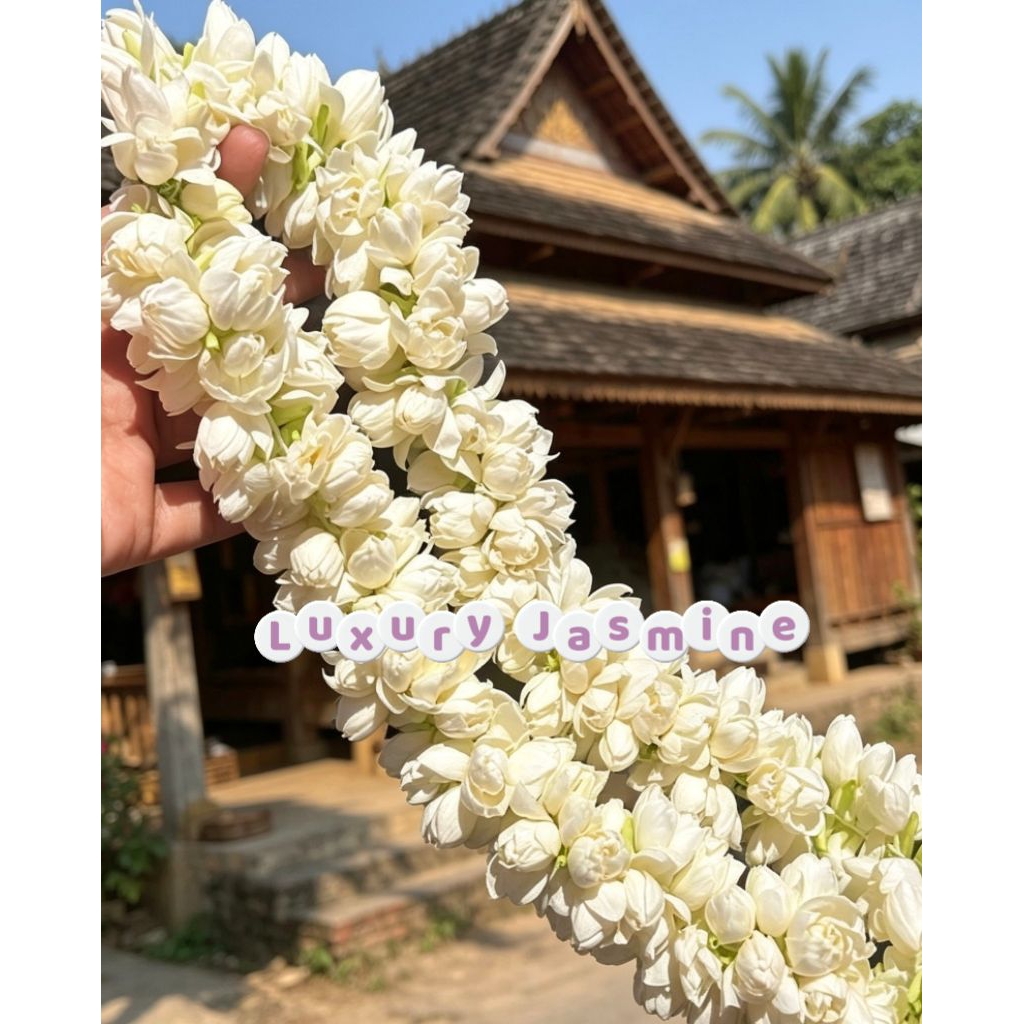 Kalung Ronce Melati asli