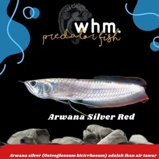 Hiasan Aquarium  Arwana Silver Red 20-26cm ( beckup)