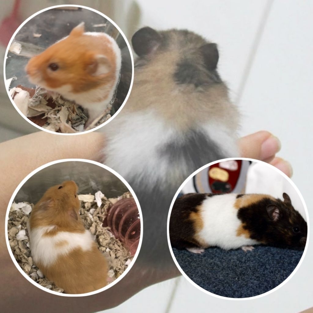 Hamster Jinak || Hamster Syrian || Hamster murah ||Hamster || Hewan hamster