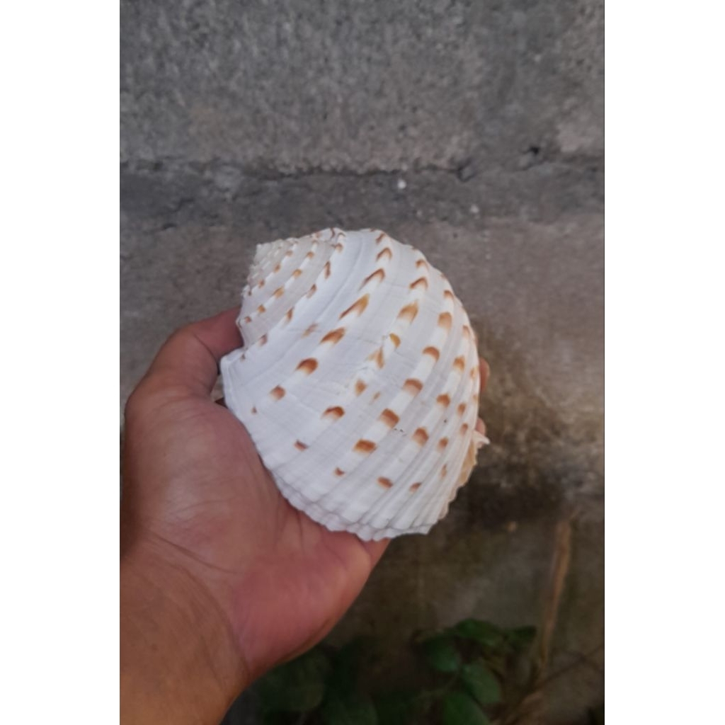 Cangkang Tonna Jumbo Diameter 9cm Rumah Kelomang dan Hiasan Meja