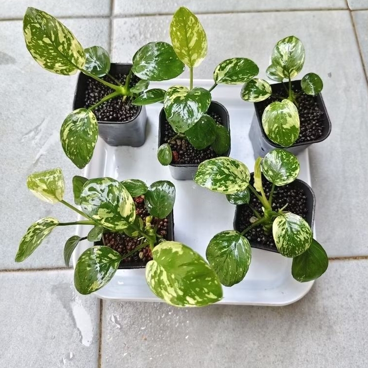 anubias var king anubias varking small
