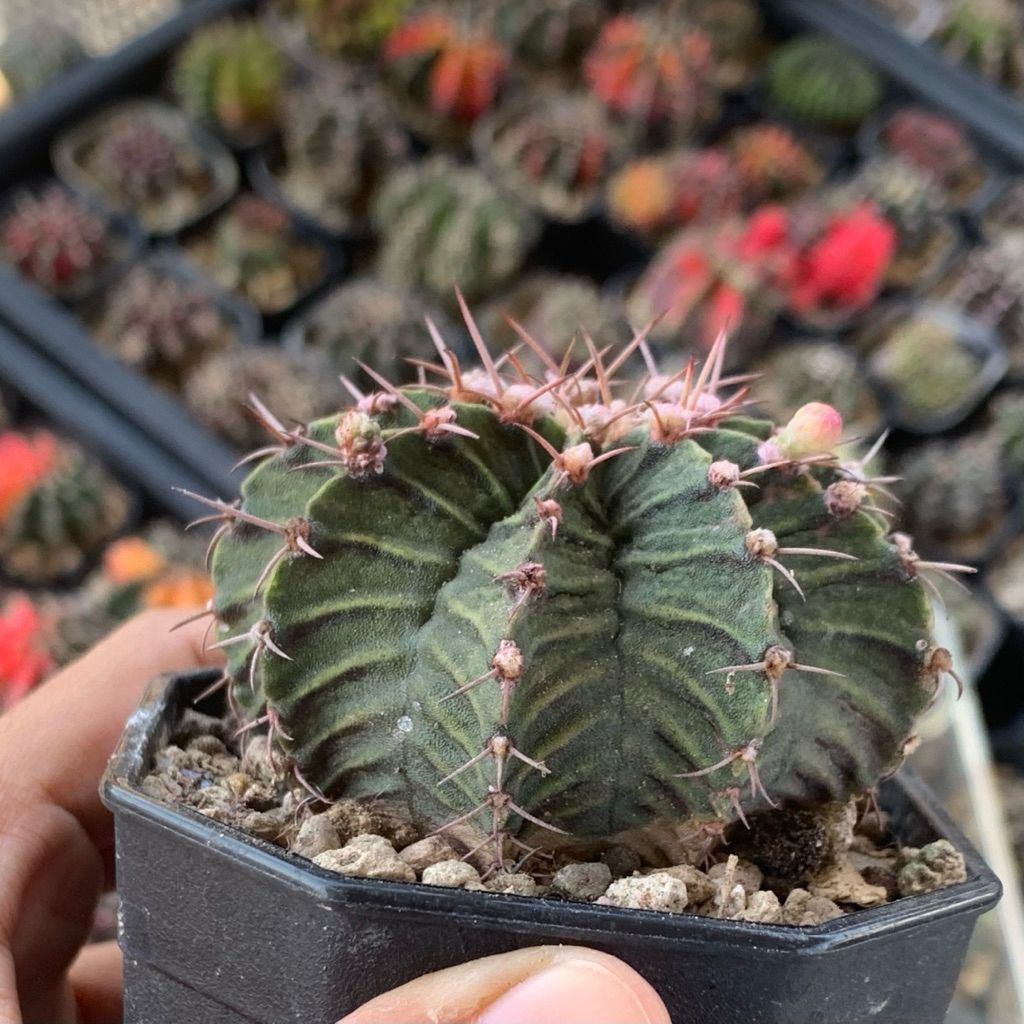 jt5h gymnocalycium lb x trex hybrid cluster s kaktus gymno miha mihanovichii daydream hias cluster t