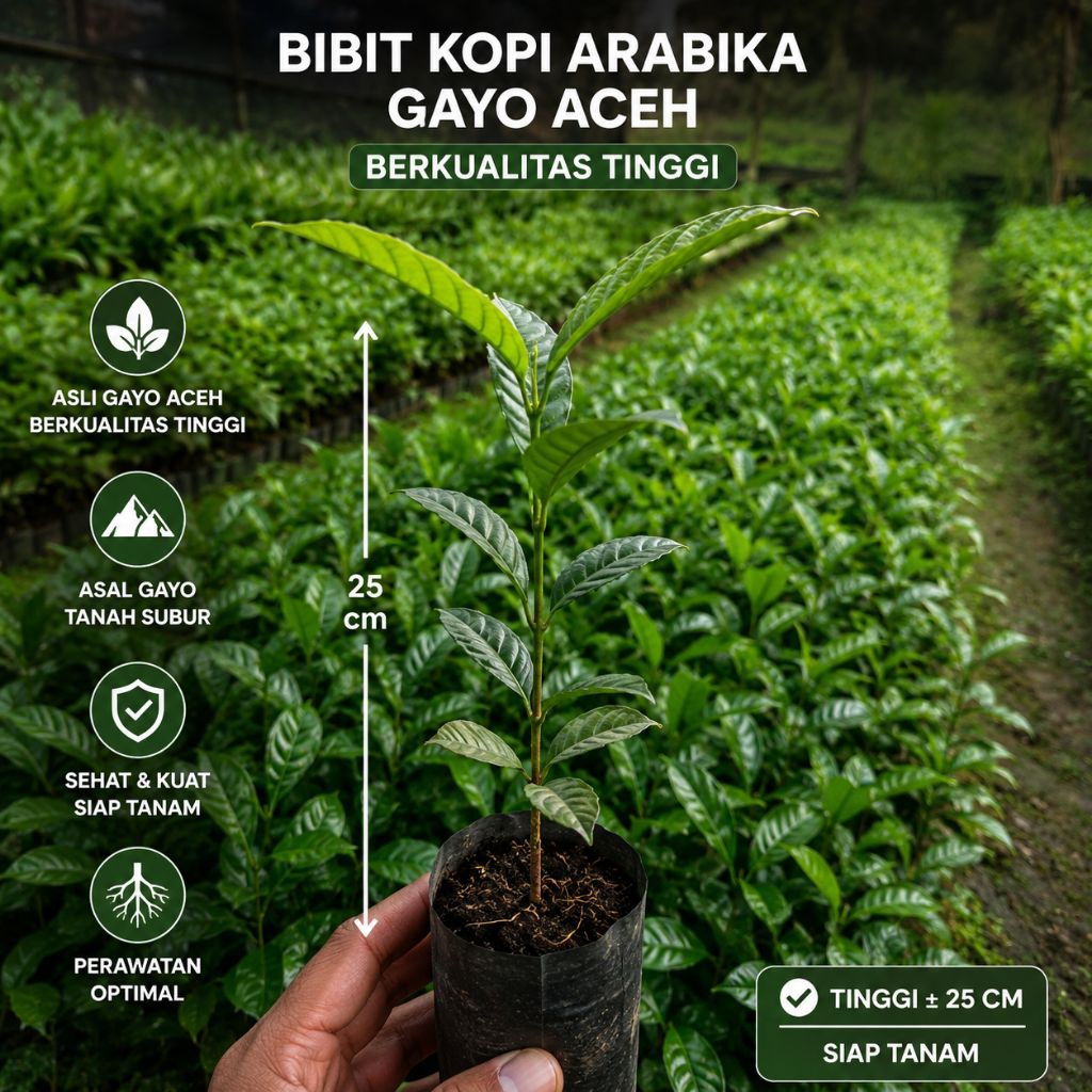 bibit kopi Arabika Gayo Aceh berkualitas tinggi 25 cm isi 10 pcs
