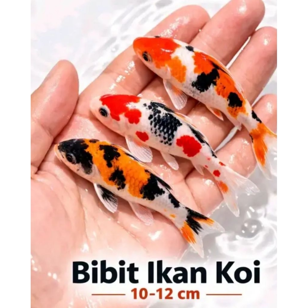 Paket Ikan Koi size 10-12cm   - Kohaku, Sanke, Shiro, Showa, Warna Acak