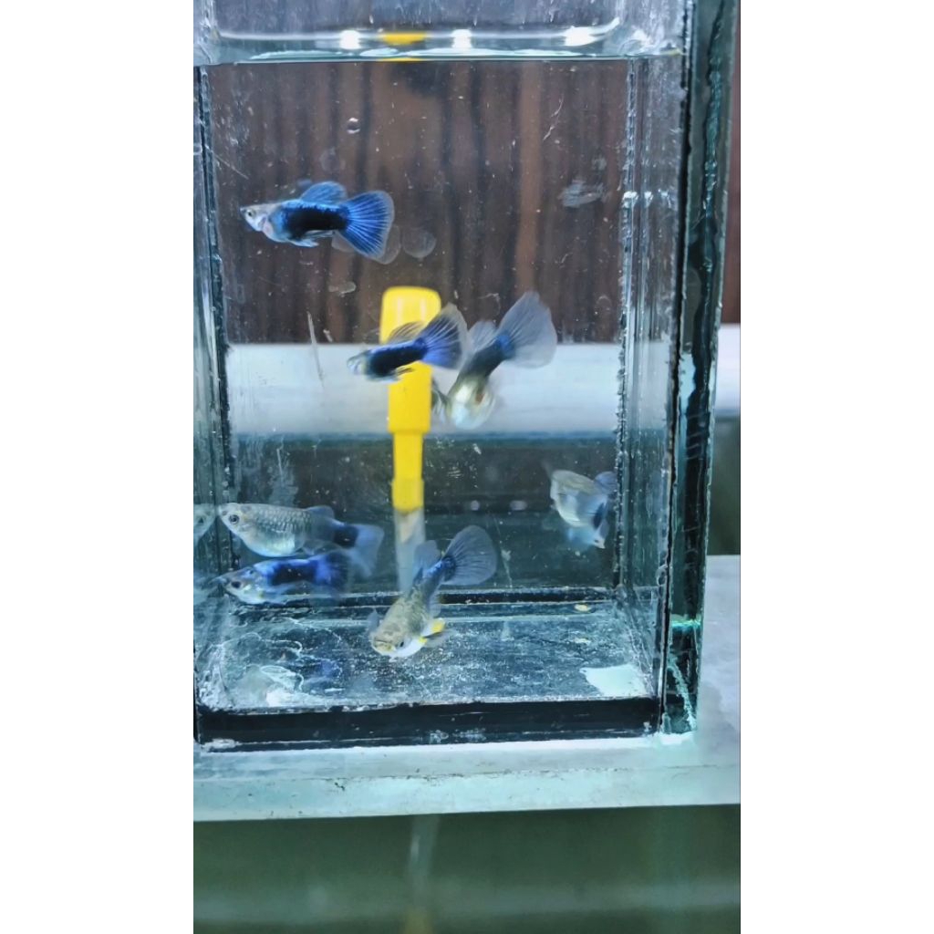 hiasan akuarium Hb blue sb