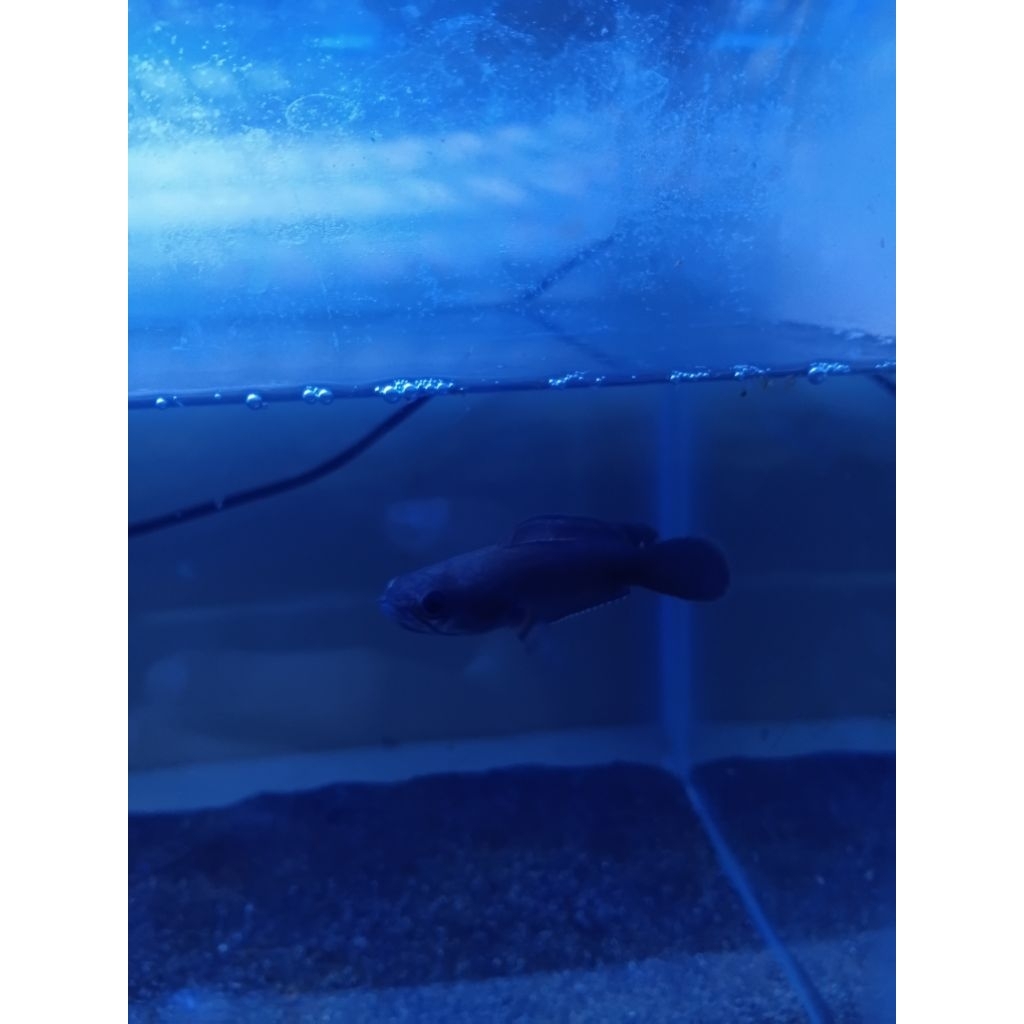 Ikan Channa Blue Bengal SB