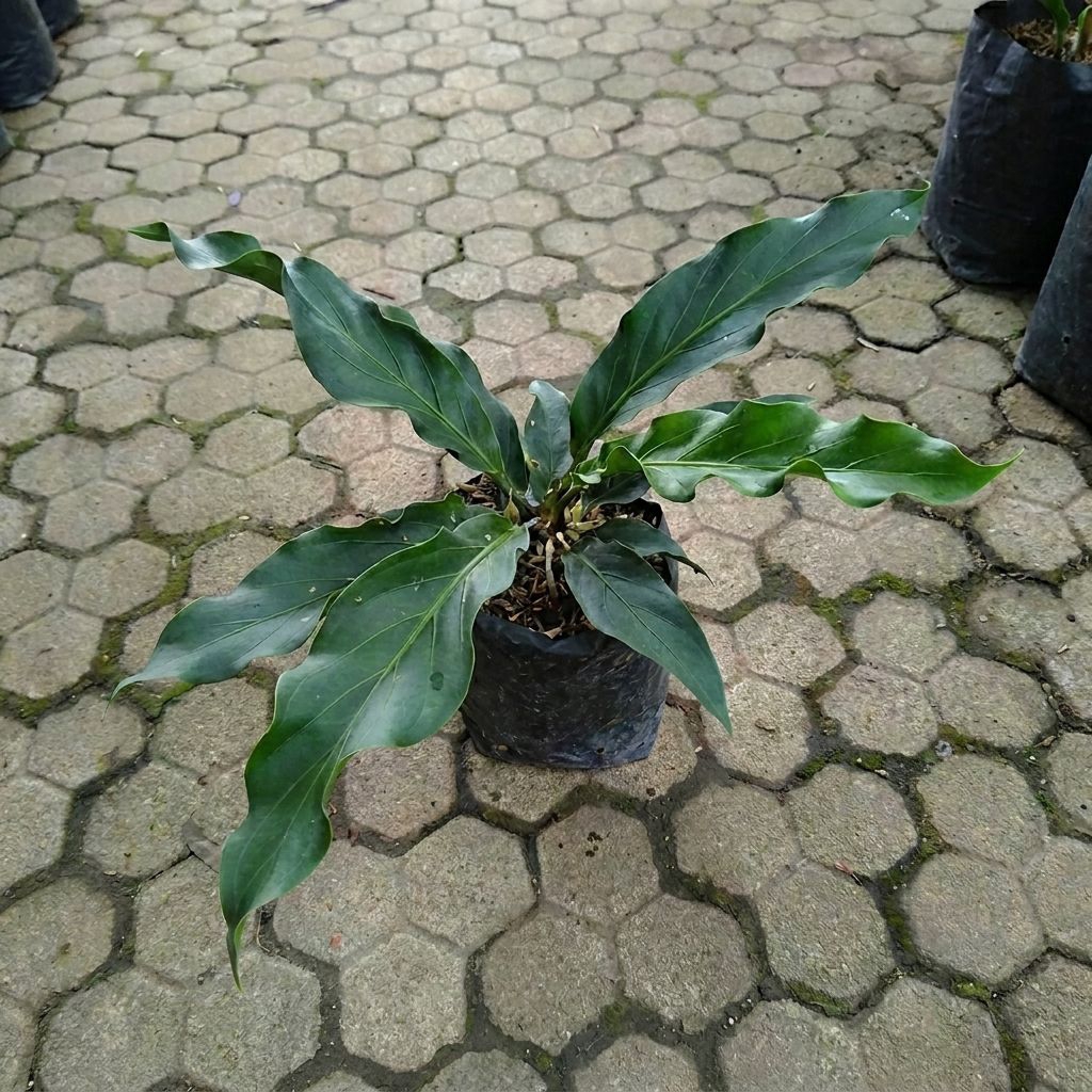 Tanaman Hias Anthurium Gelombang Cinta Asli Daun Lebar Rimbun Premium Siap Hias Rumah & TamanAnthuri
