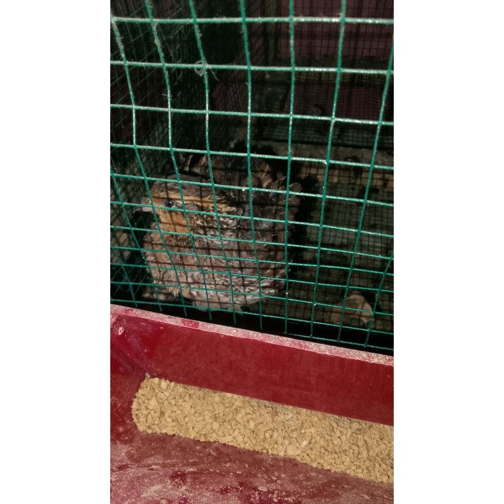 puyuh bobwhite northen