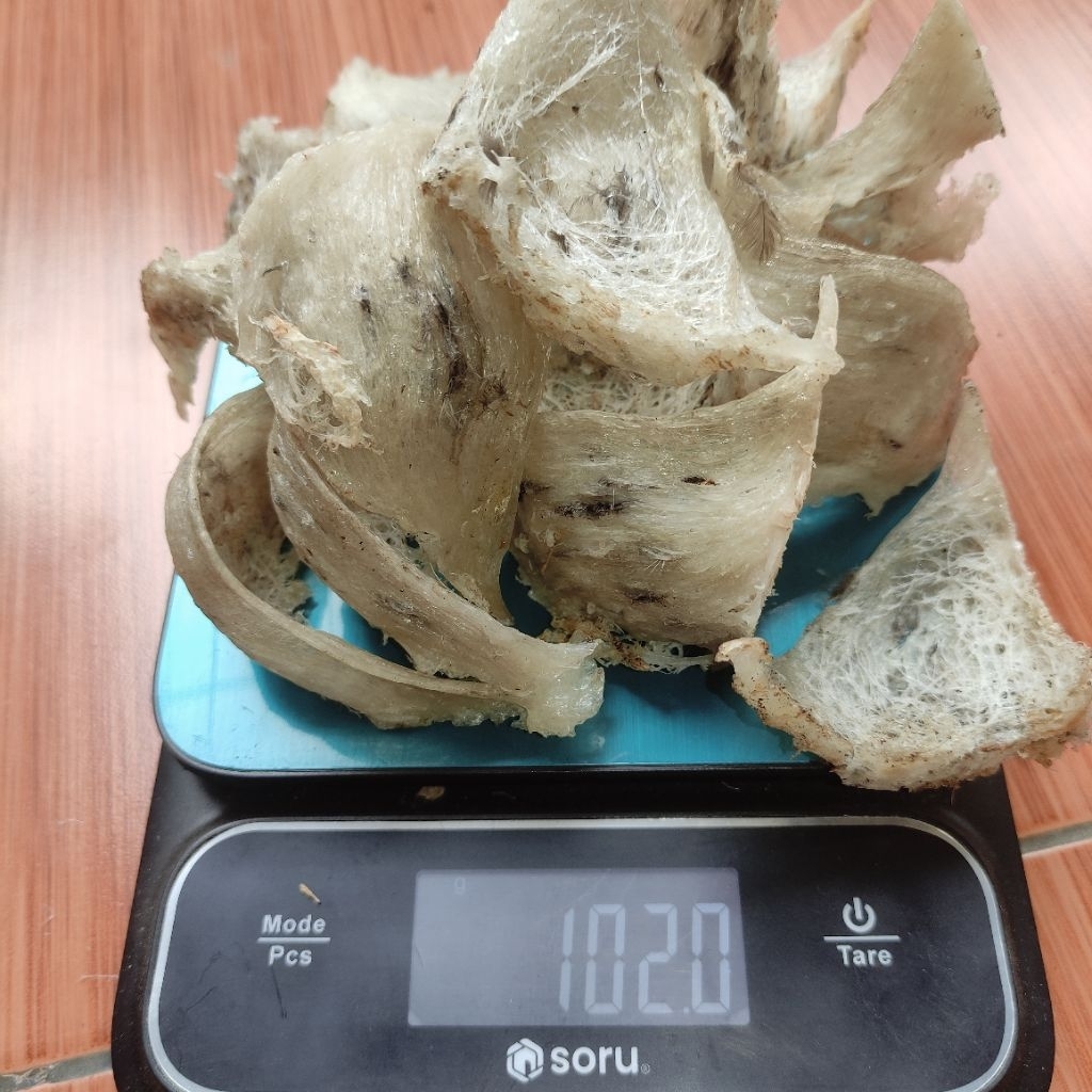 SARANG WALET 100 GRAM | WALET UTUH KOTOR, ASLI, COLOGEN