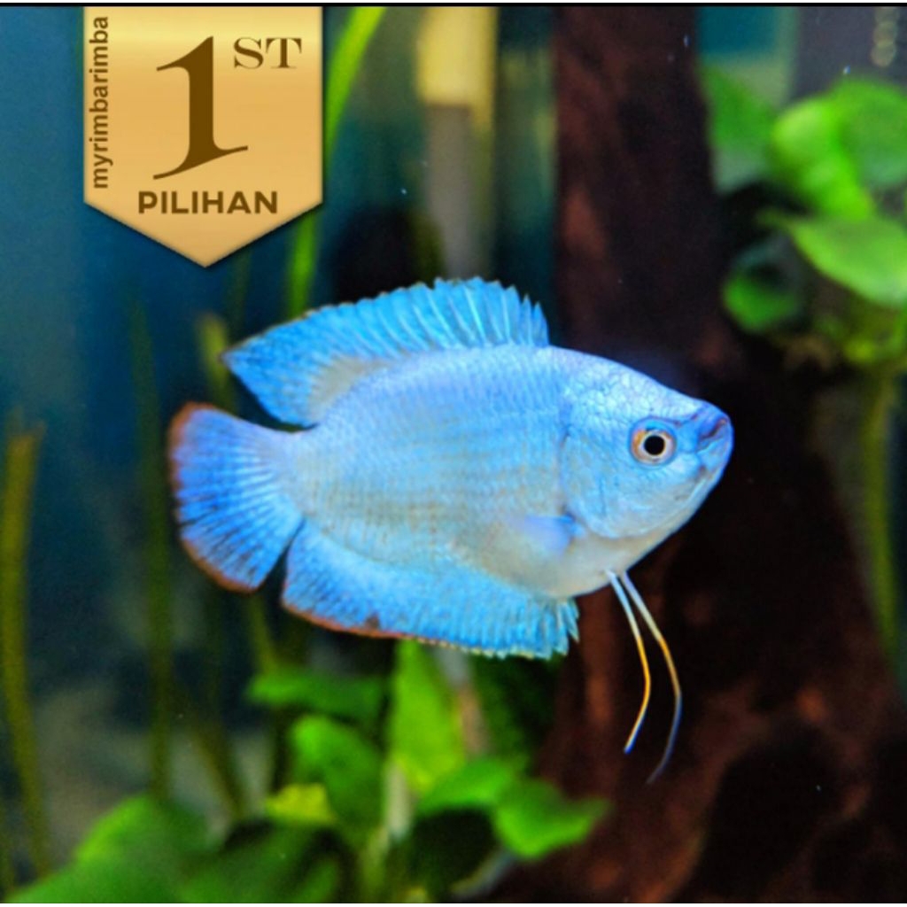 Sepat Neon Blue Gourami Ikan Hias Aquascape Hiasan Aquarium Tanaman Air