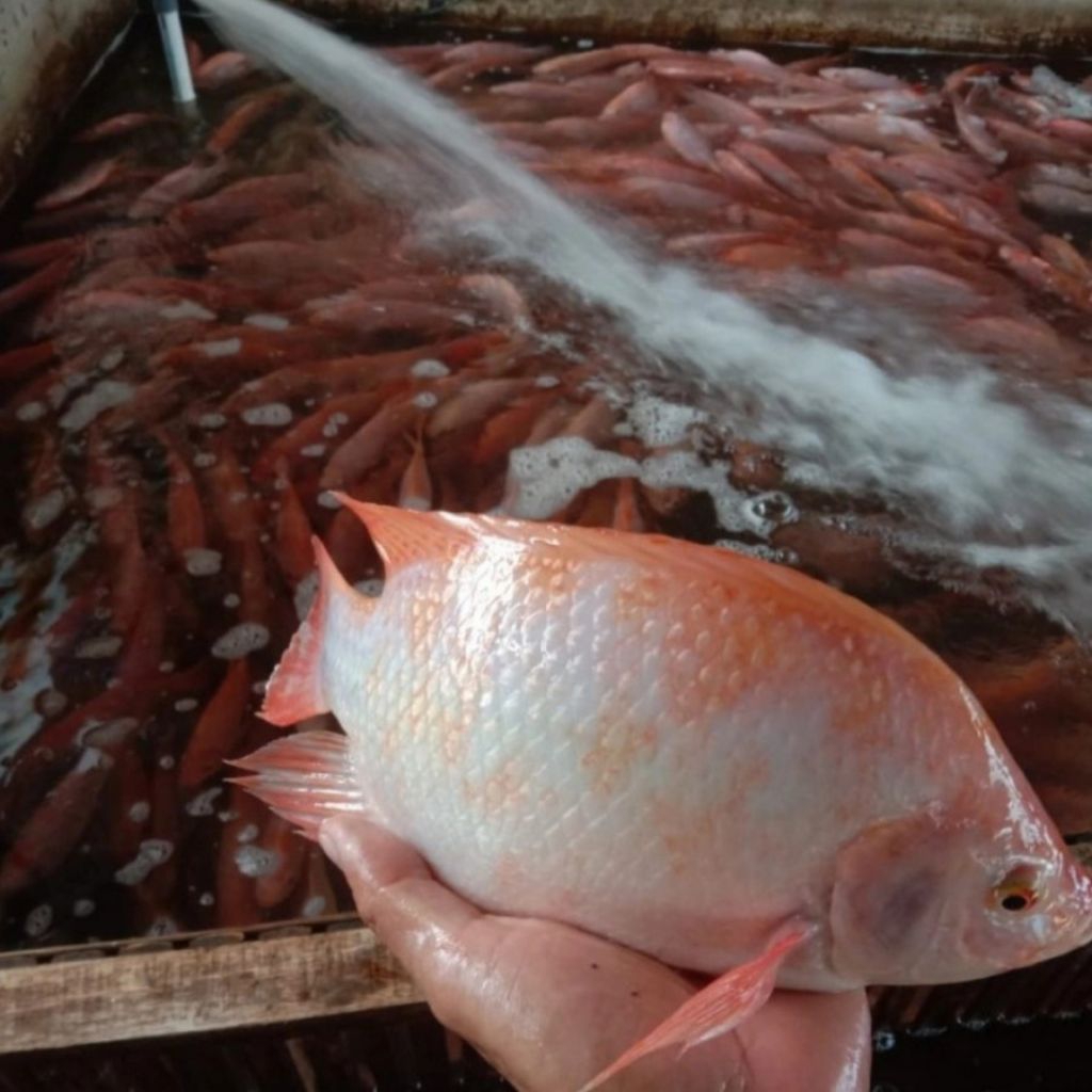 Ikan nila merah