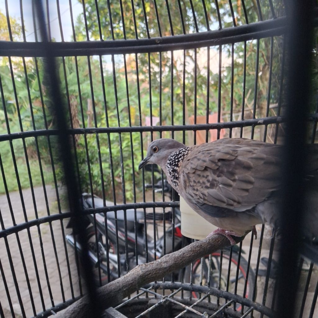 Burung Tekukur Gemuk dan Sehat Jantan