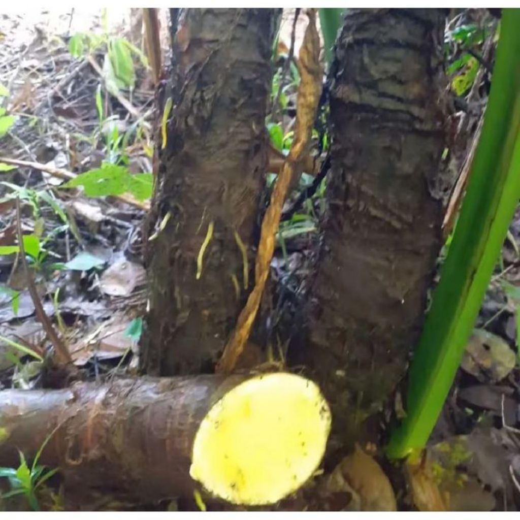 talas beneng segar fresh 1kg