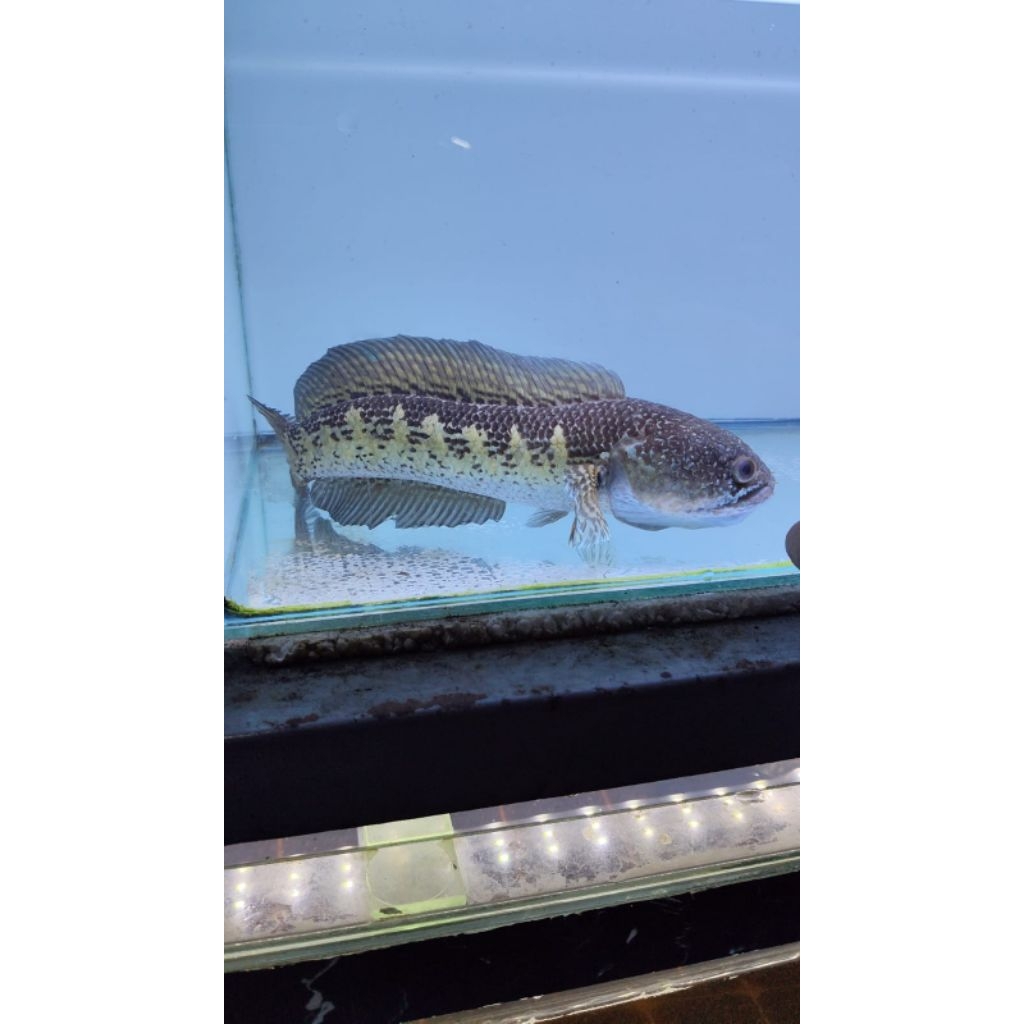Ikan Channa Auranti WC Grade A